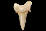 1" Fossil Otodus Shark Teeth - Khouribga, Morocco - Photo 2